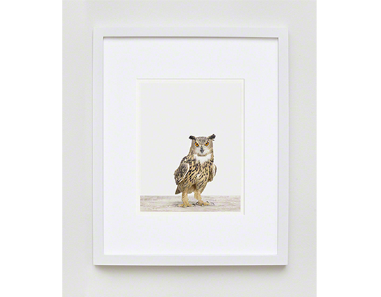 The Animal Print Shopwww.theanimalprintshop.com