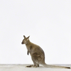 Wallaby