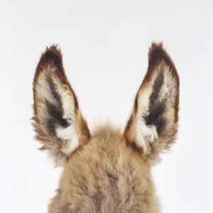 Donkey Ears