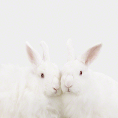 Double Bunnies