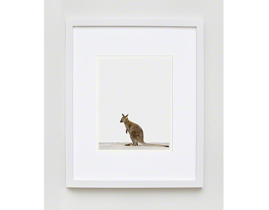 The Animal Print Shopwww.theanimalprintshop.com