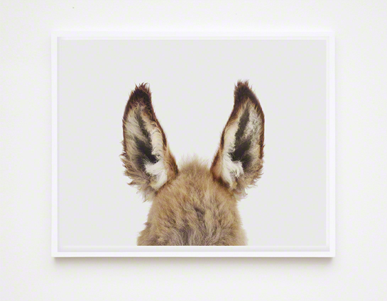 The Animal Print Shopwww.theanimalprintshop.com