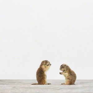 Prairie Dogs