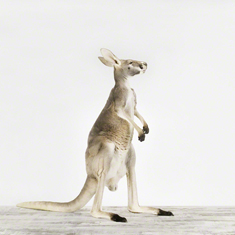 Kangaroo