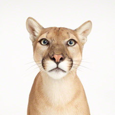 Cougar Close-up