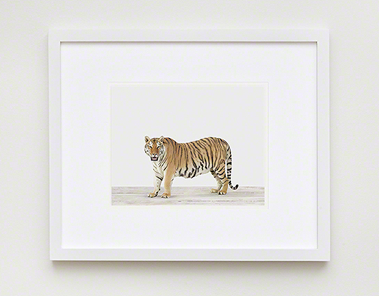 The Animal Print Shopwww.theanimalprintshop.com