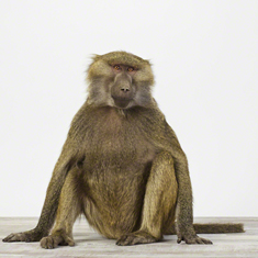 Baboon