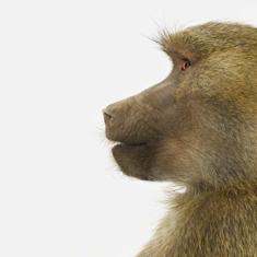 Baboon Profile