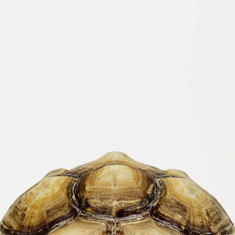 Tortoise