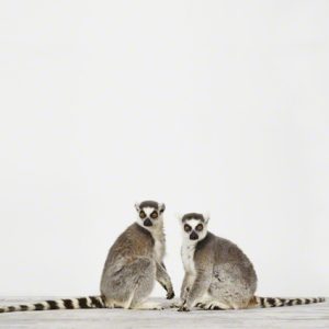 Lemurs