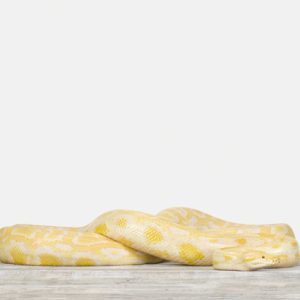 Albino Burmese Python