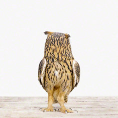 Eagle Owl No. 3