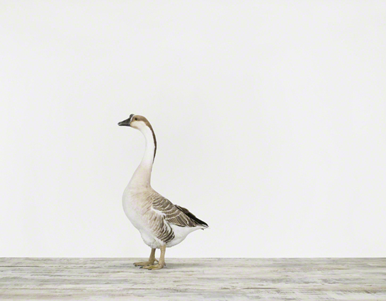 sharon-montrose-bird-photography..php