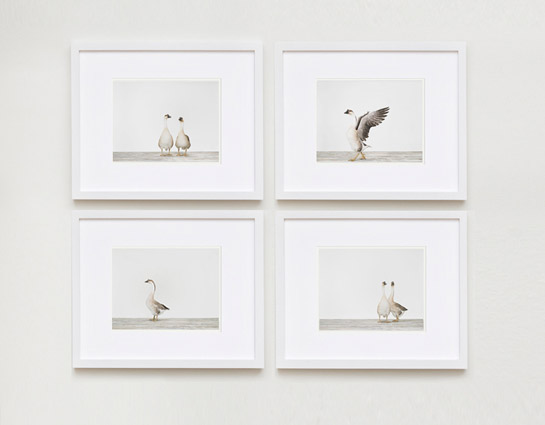 sharon-montrose-bird-photography