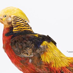 sharon-montrose-birds-photography-1.php