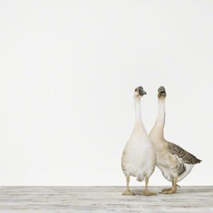 Two Geese