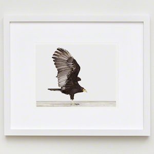 The Animal Print Shopwww.theanimalprintshop.com