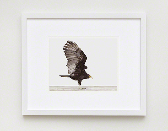 The Animal Print Shopwww.theanimalprintshop.com