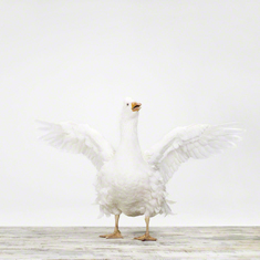 White Goose No. 1