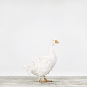 White Goose No. 2