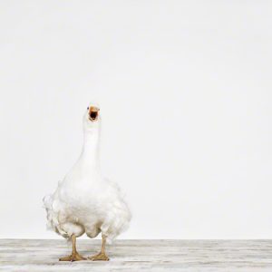 White Goose No. 3