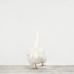 White Goose No. 4