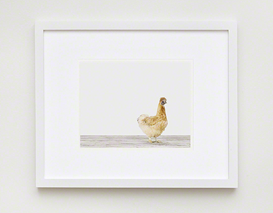 The Animal Print Shopwww.theanimalprintshop.com