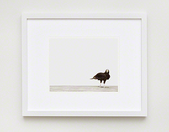 The Animal Print Shopwww.theanimalprintshop.com