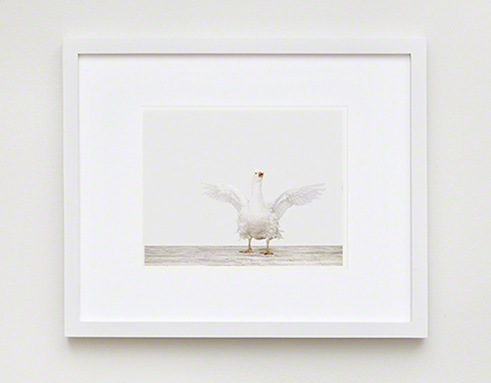 The Animal Print Shopwww.theanimalprintshop.com