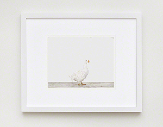 The Animal Print Shopwww.theanimalprintshop.com