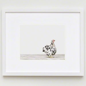 The Animal Print Shopwww.theanimalprintshop.com