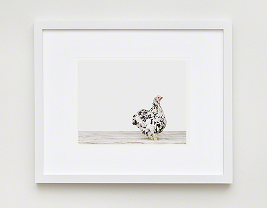 The Animal Print Shopwww.theanimalprintshop.com