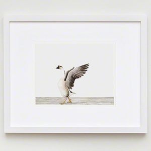 The Animal Print Shopwww.theanimalprintshop.com