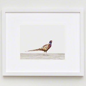 The Animal Print Shopwww.theanimalprintshop.com