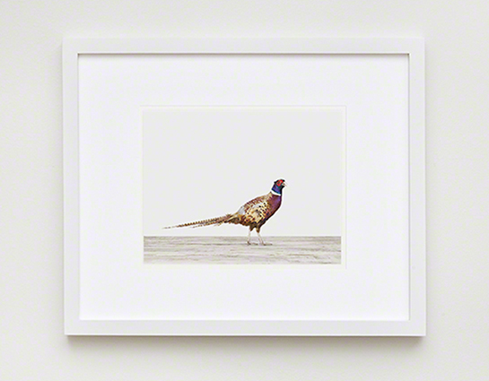 The Animal Print Shopwww.theanimalprintshop.com