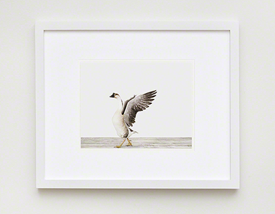 The Animal Print Shopwww.theanimalprintshop.com