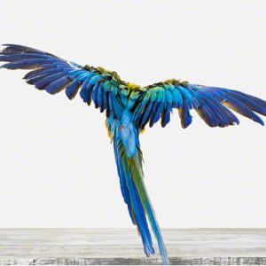 Macaw
