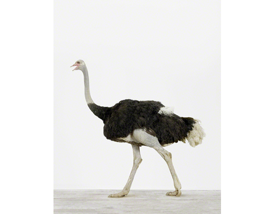 sharon-montrose-birds-photography