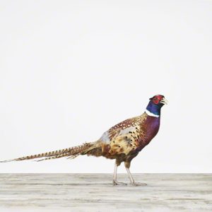 Pheasant No. 2