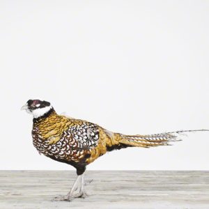 Pheasant No. 3