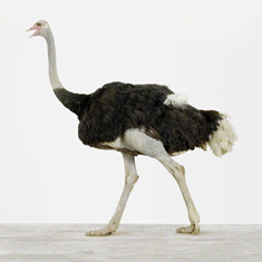 Ostrich