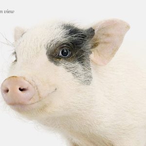 Final_Piglet_details