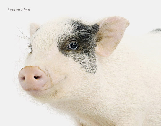 Final_Piglet_details